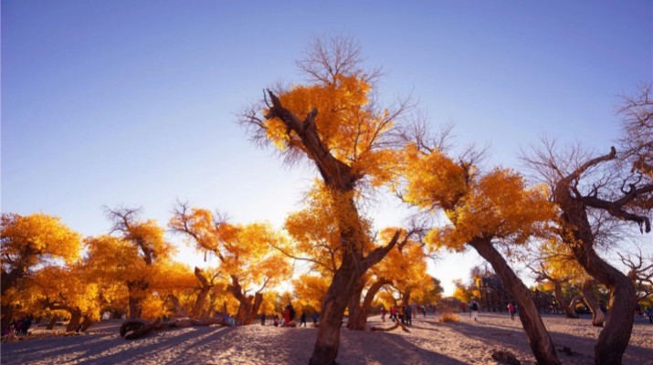 踏歌而行，文旅融合绽芳华——甘肃文旅产业集团六年发展纪实